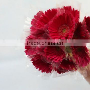 Various hotsell hot sale fresh gerbera