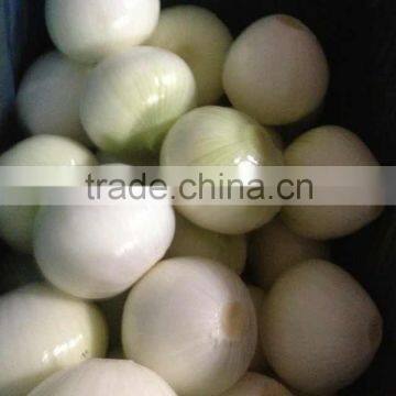 20kg fresh onion