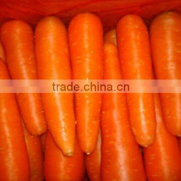 Chines Bulk Fresh Carrots Fresh Carrot Price photo-2