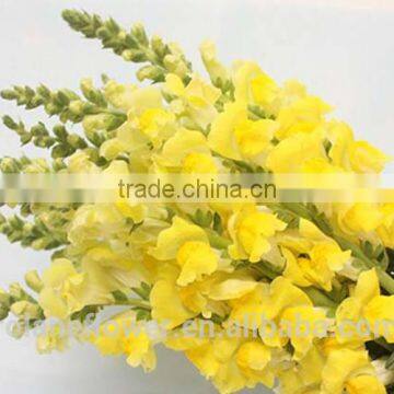 elegant yellow antirrhinum flower to delivery all over the world