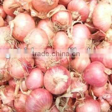 onion exporter