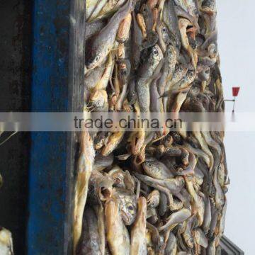 Frozen Seafood Frozen Yellow Croaker, Yellow Croaker Fish Price photo-4