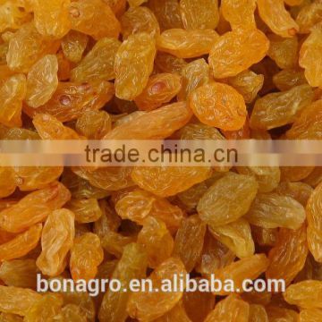 Sell Golden yellow raisin,2014 new crop