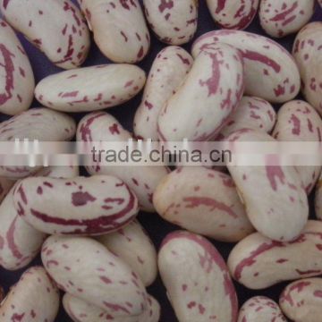 Light Speckled Kidney Beans(Yian) 2010 New