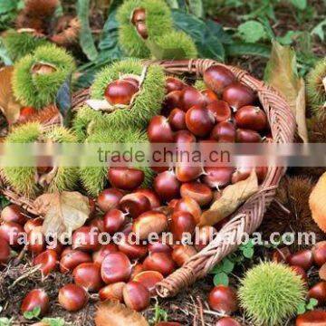 New crop of chestnut/low price