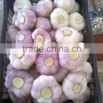 ( 3-4cm, 4cm, 5cm, 5.5cm, 6cm, 6.5cm and up ) GARLIC SIZES