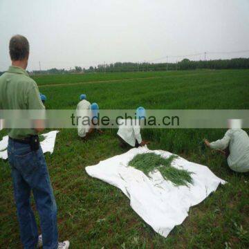 2015 China Origin Organic Wheat Grass Juice Green Powder photo-5