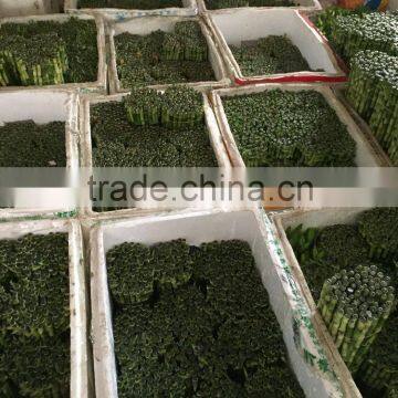 Straight Stick Dracaena Sanderiana Sander photo-2