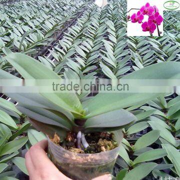 3.5 inch pot Orchid Phalaenopsis tissue seedlings