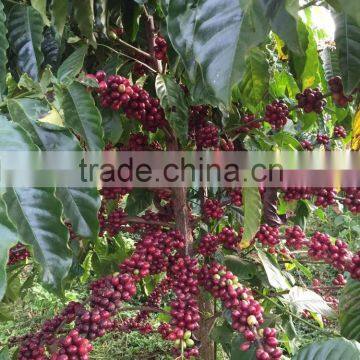 Raw Robusta coffee bean