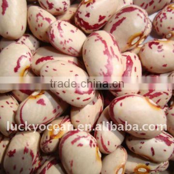 2015 LIGHT SPECKLED KIDNEY BEANS (AMERICAN ROUND SHAPE)