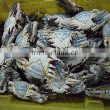 swimming crab seafood