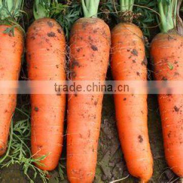 Golden Supplier China Wholesale Carrot with low price