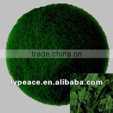 spinach powder for delicious condiment from linyi