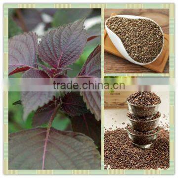 100% Natural Organic Perilla Seed Oil From China Manufacturer photo-3