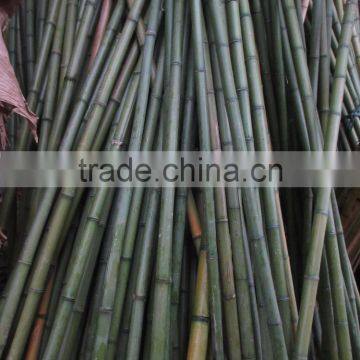 Straight bamboo pole/ dry bamboo pole/ green bamboo pole