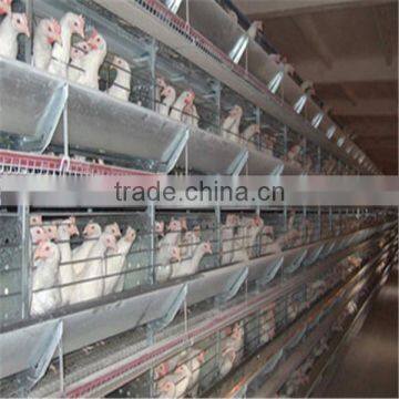 chicken egg cage/egg layers cage design