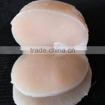Frozen Scallop High Quality Pen Scallop for Sale