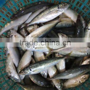 Frozen Horse Mackerel Fresh Seafood Small Eye Horse Mackerel photo-3