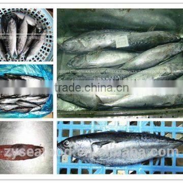 Frozen Bonito/Tuna Fish photo-2