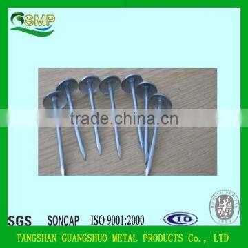 Wholesale Cheap Shandong Galvanized steel iron Roofing nail with plastic cap for construction