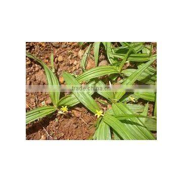 Curculigo Orchioides photo-2