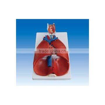 Respiratory system model