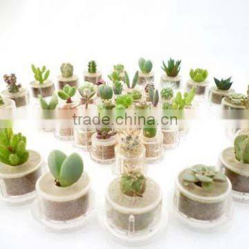 Miniplant "Rock Flower" photo-4