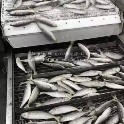 BQF IQF Whole Round Scad Mackerel Frozen Horse Mackerel Fish photo-4
