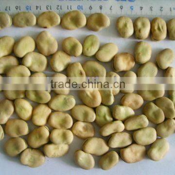 Broad Bean HPS 40-50