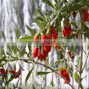 2015's New Crop Fresh and Dried Gojiberry photo-5