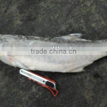 frozen kurau fish/fourfinger threadfin fish