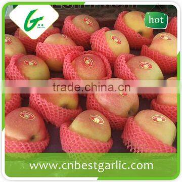 Yantai royal red gala apple for export