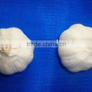 CHINESE GARLIC