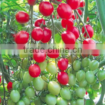 Hybrid Cherry tomato seeds for growing-7-Up