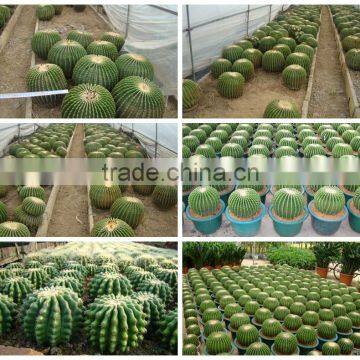 Mini Small Big Size Multi Color Outdoor Indoor Cactus Bonsai