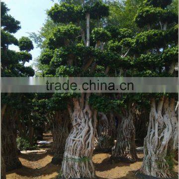 Ficus microcarpa bonsai trees big ficus bonsai root shape Ficus