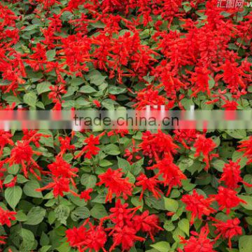 High quality F1 hybrid salvia flower seeds