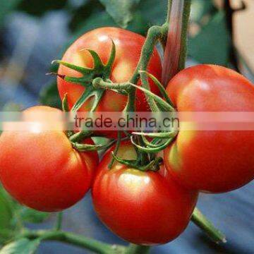 Tomato Led Grow Light ,120w Integrated Led Grow Light Tomato Seed for Greenhouse photo-6