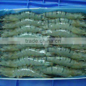 Frozen Black Tiger Shrimps HOSO