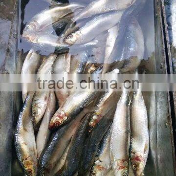 Frozen Sardine HGT With Competitive Price China Origin photo-3