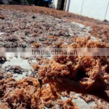 Eucheuma Cottoni With High Quality photo-3