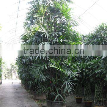 Rhapis Excelsa High 3-5m photo-4