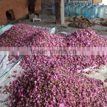 Absolute Rose photo-3