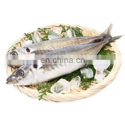 BQF round scad frozen horse mackerel fish whole round decapterus maruadsi mackerel IQF