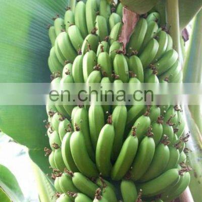 Green Banana Peeling Machine and Automatic Banana Peeler Plantain Peeler photo-5
