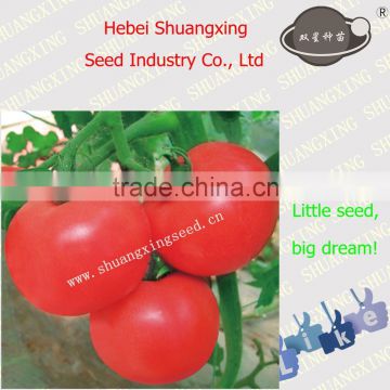 New bred high-end pink hybrid tomato seeds