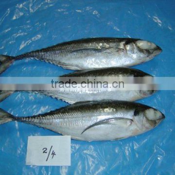 Frozen Horse Mackerel Whole Round