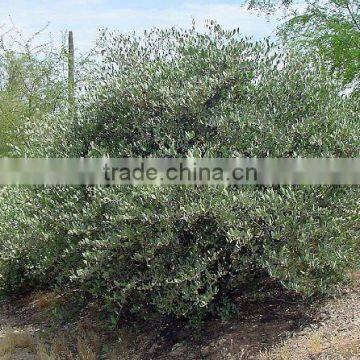 Amazing Uses & Benefits for Natural Jojoba Essential Oil