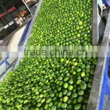 Fresh Mandarin Oranges in 2016 New Crop Sweet for Sale 9kg/box photo-3